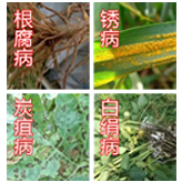 增强抗逆性